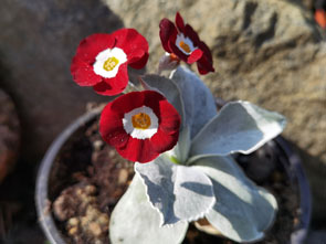 Primula auricula 'Favourite'